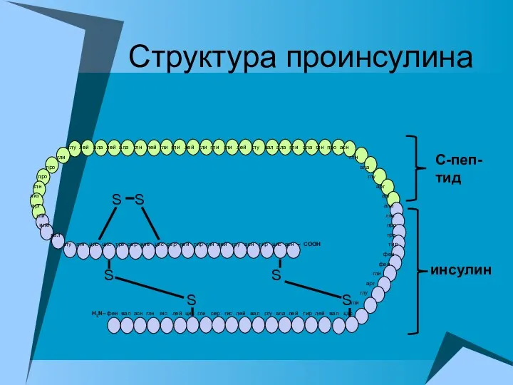 глу лей ала лей ала глн лей гли гли лей