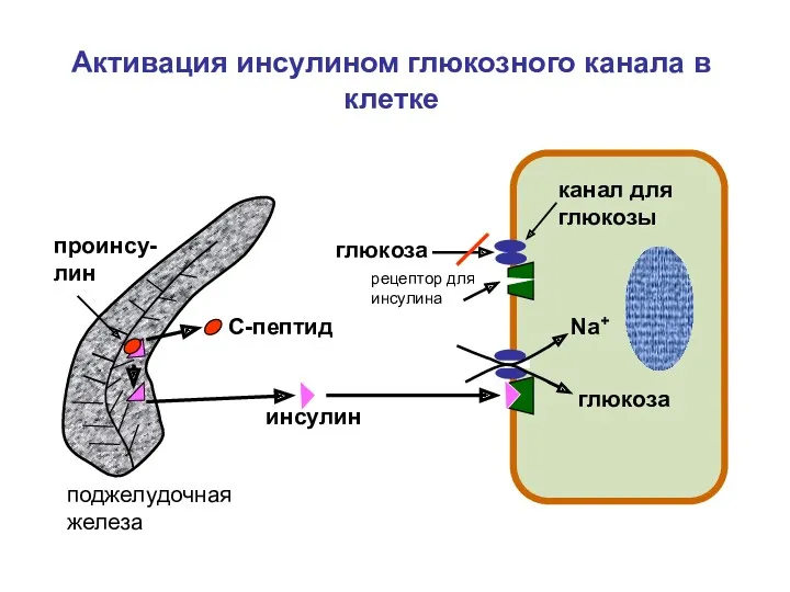 глюкоза инсулин С-пептид проинсу-лин глюкоза Na+ Активация инсулином глюкозного канала