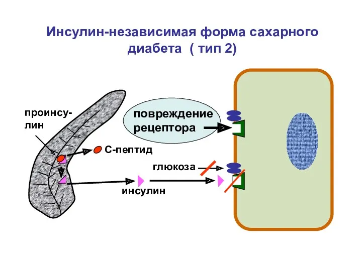 инсулин С-пептид проинсу-лин повреждение рецептора Инсулин-независимая форма сахарного диабета ( тип 2) глюкоза