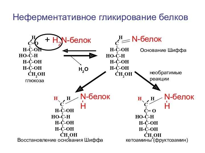 Неферментативное гликирование белков Н С=О Н-С-ОН НО-С-Н Н-С-ОН Н-С-ОН СН2ОН