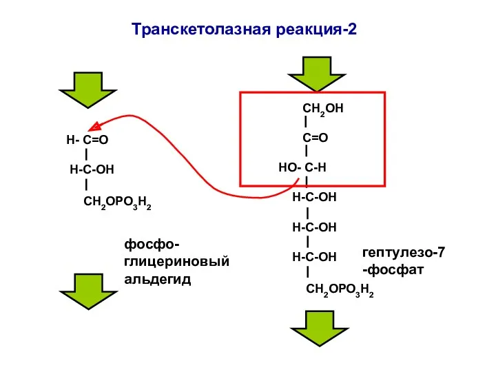 Н- С=О H-C-ОН СН2ОРО3Н2 СН2ОН С=О НО- С-Н Н-С-ОН Н-С-ОН