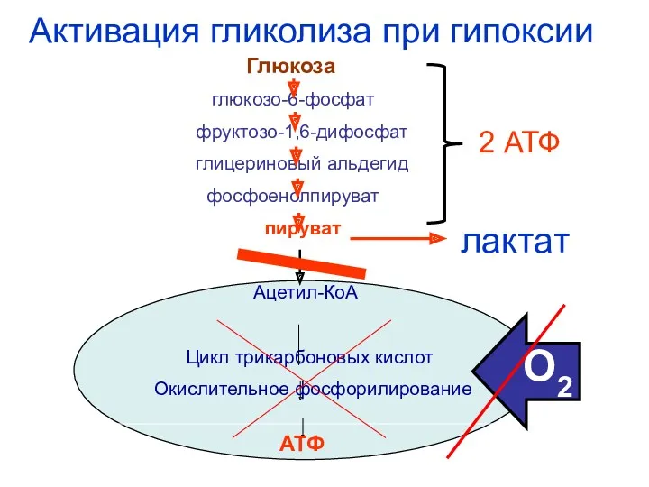 Глюкоза глюкозо-6-фосфат фруктозо-1,6-дифосфат глицериновый альдегид фосфоенолпируват пируват Ацетил-КоА Цикл трикарбоновых