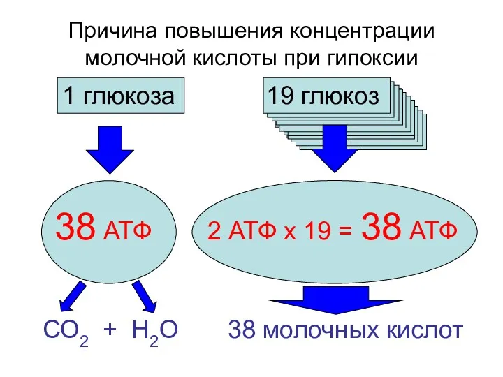 Причина повышения концентрации молочной кислоты при гипоксии 1 глюкоза 19