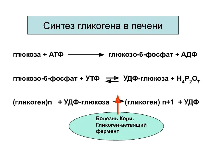 Синтез гликогена в печени глюкоза + АТФ глюкозо-6-фосфат + АДФ