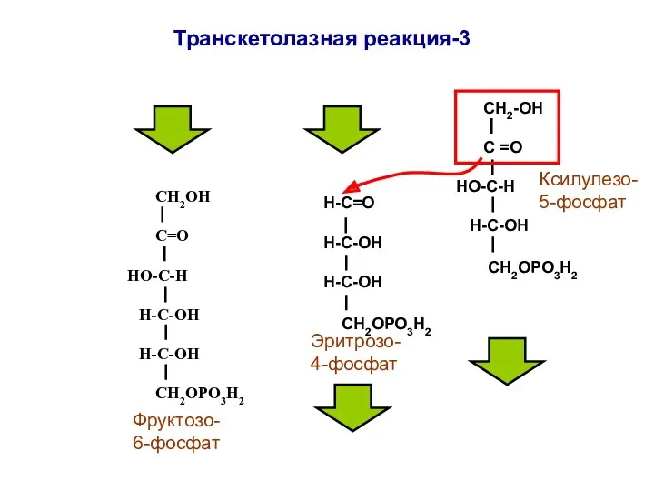 СН2ОН С=О НО-С-Н Н-С-ОН Н-С-ОН СН2ОРО3Н2 Н-С=О Н-С-ОН H-C-ОН СН2ОРО3Н2