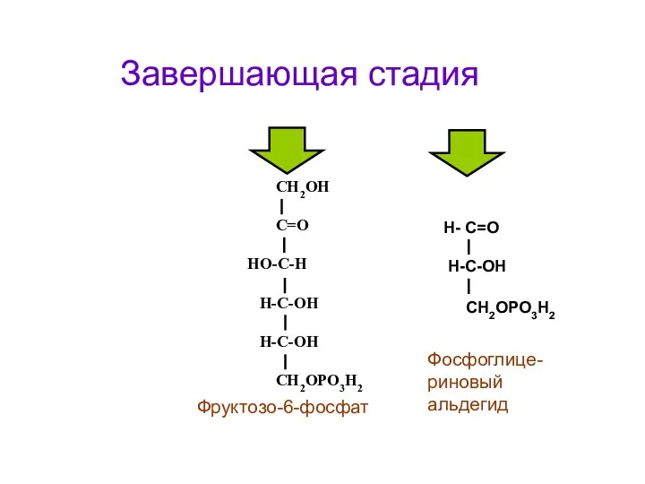 Н- С=О H-C-ОН СН2ОРО3Н2 СН2ОН С=О НО-С-Н Н-С-ОН Н-С-ОН СН2ОРО3Н2 Фосфоглице-риновый альдегид Фруктозо-6-фосфат Завершающая стадия