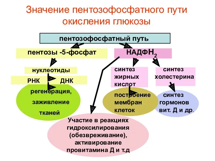 Значение пентозофосфатного пути окисления глюкозы пентозофосфатный путь пентозы -5-фосфат НАДФН2