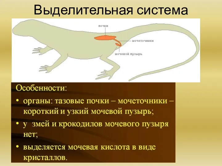 Выделительная система