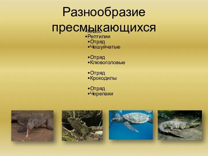 Разнообразие пресмыкающихся Класс Рептилии Отряд Чешуйчатые Отряд Клювоголовые Отряд Крокодилы Отряд Черепахи