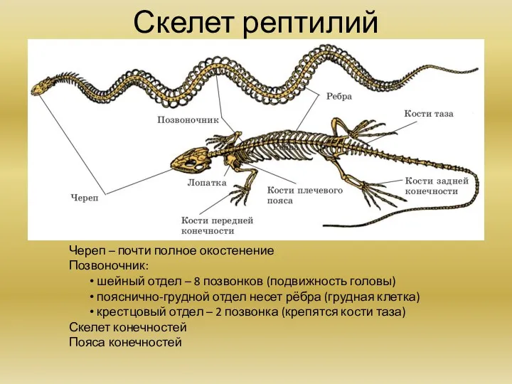 Скелет рептилий Череп – почти полное окостенение Позвоночник: шейный отдел – 8 позвонков