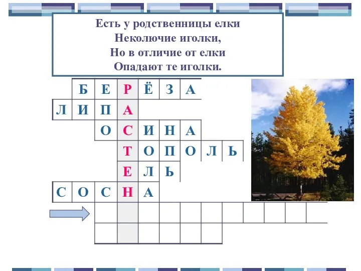 Есть у родственницы елки Неколючие иголки, Но в отличие от елки Опадают те иголки.