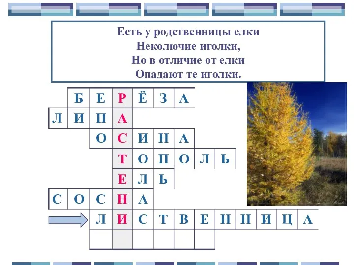 Есть у родственницы елки Неколючие иголки, Но в отличие от елки Опадают те иголки.