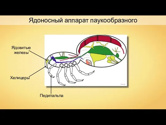 Хелицеры Ядовитые железы Педипальпа Wassily Ядоносный аппарат паукообразного