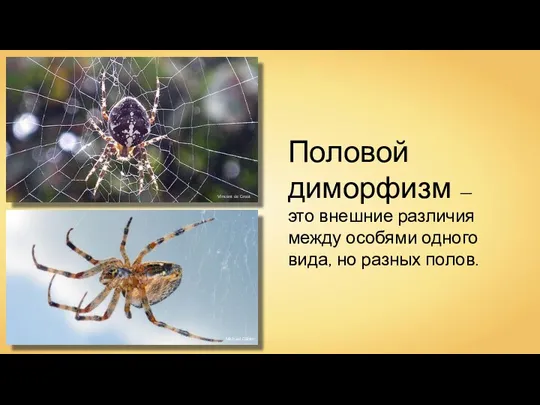 Половой диморфизм — это внешние различия между особями одного вида, но разных полов.