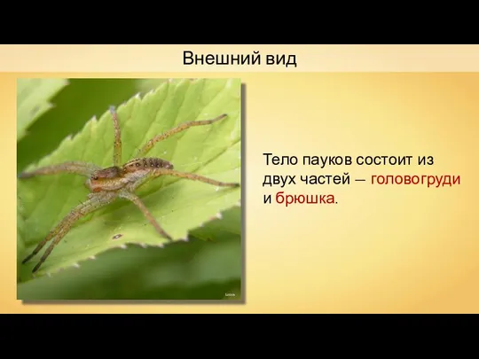 Lvova Тело пауков состоит из двух частей — головогруди и брюшка. Внешний вид