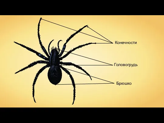 Брюшко Головогрудь Конечности