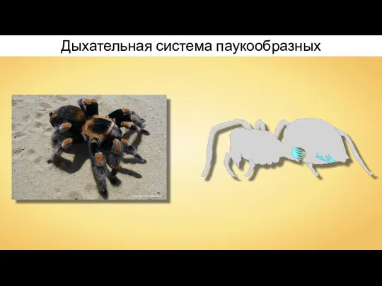 Дыхательная система паукообразных George Chernilevsky