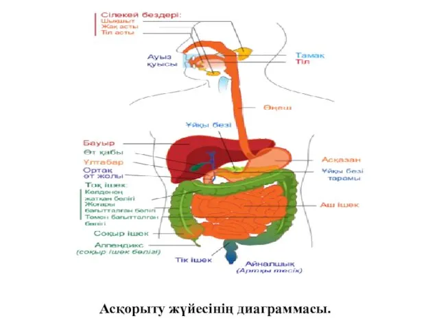 Асқорыту жүйесінің диаграммасы.