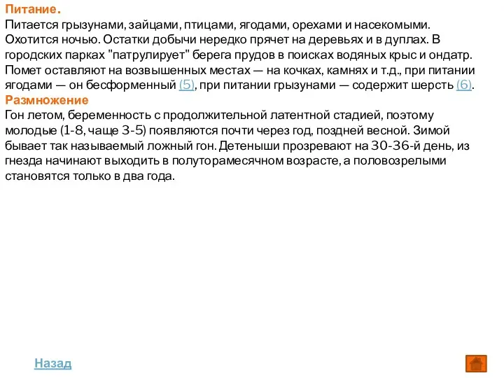 Питание. Питается грызунами, зайцами, птицами, ягодами, орехами и насекомыми. Охотится