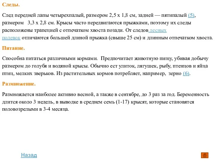 Следы. След передней лапы четырехпалый, размером 2,5 х 1,8 см,