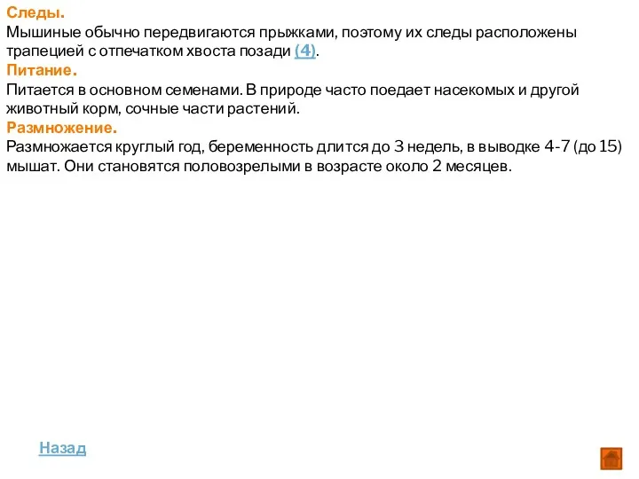 Следы. Мышиные обычно передвигаются прыжками, поэтому их следы расположены трапецией