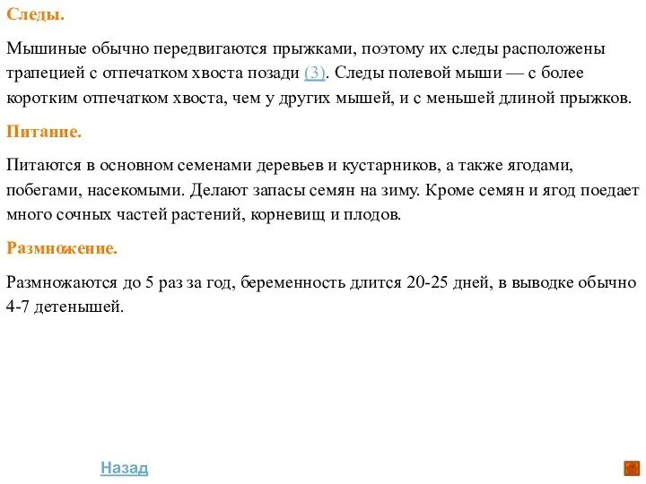 Следы. Мышиные обычно передвигаются прыжками, поэтому их следы расположены трапецией