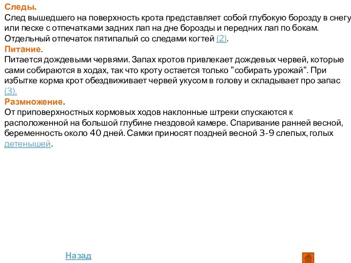 Следы. След вышедшего на поверхность крота представляет собой глубокую борозду