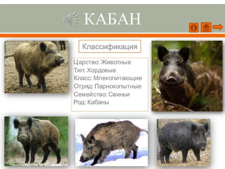 КАБАН Царство: Животные Тип: Хордовые Класс: Млекопитающие Отряд: Парнокопытные Семейство: Свиньи Род: Кабаны Классификация