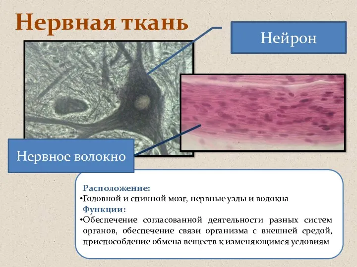 Нервная ткань Расположение: Головной и спинной мозг, нервные узлы и волокна Функции: Обеспечение