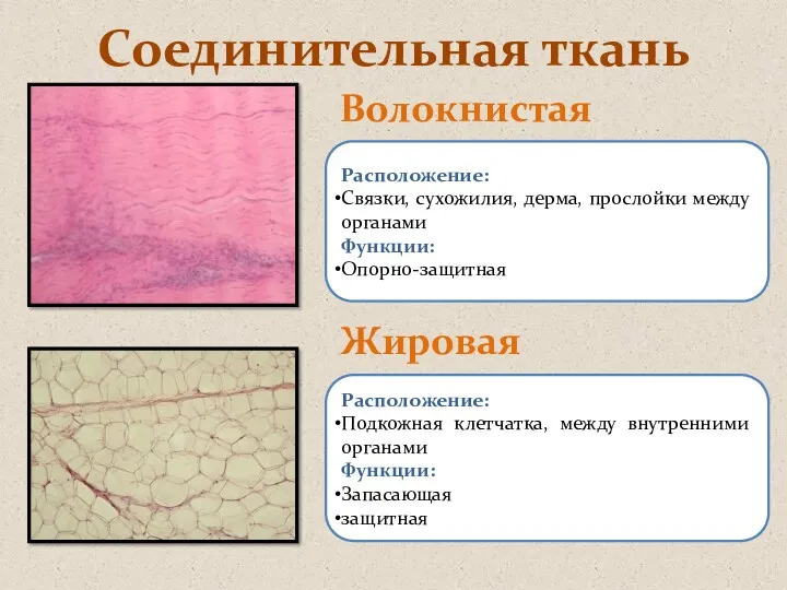 Соединительная ткань Волокнистая Жировая Расположение: Связки, сухожилия, дерма, прослойки между органами Функции: Опорно-защитная