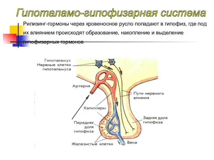 Рилизинг-гормоны через кровеносное русло попадают в гипофиз, где под их
