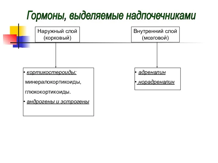 Наружный слой (корковый) Внутренний слой (мозговой) кортикостероиды: минералокортикоиды, глюкокортикоиды. андрогены