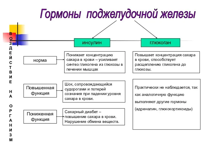 инсулин глюкоган норма Повышенная функция Пониженная функция Понижает концентрацию сахара