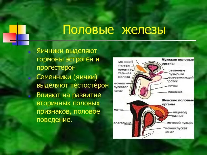 Половые железы Яичники выделяют гормоны эстроген и прогестерон Семенники (яички)