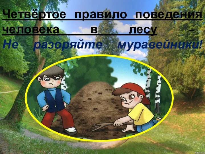 Четвёртое правило поведения человека в лесу – Не разоряйте муравейники!