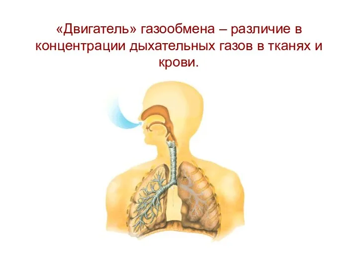 «Двигатель» газообмена – различие в концентрации дыхательных газов в тканях и крови.