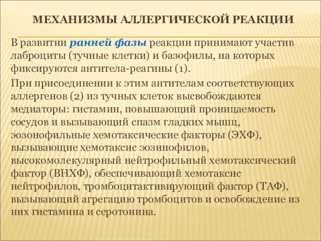 МЕХАНИЗМЫ АЛЛЕРГИЧЕСКОЙ РЕАКЦИИ В развитии ранней фазы реакции принимают участив