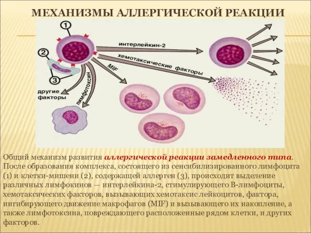 МЕХАНИЗМЫ АЛЛЕРГИЧЕСКОЙ РЕАКЦИИ Общий механизм развития аллергической реакции замедленного типа.