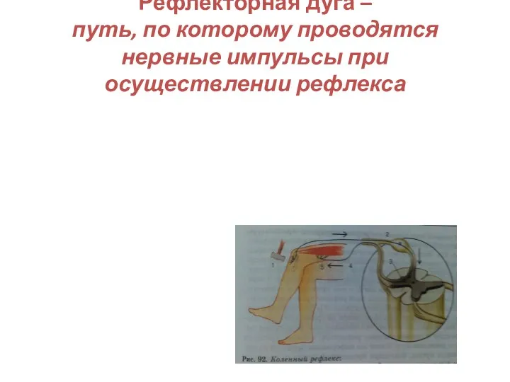 Рефлекторная дуга – путь, по которому проводятся нервные импульсы при осуществлении рефлекса