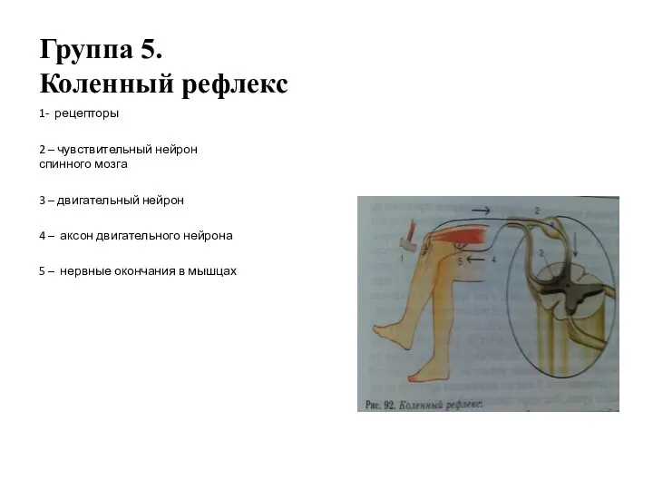 Группа 5. Коленный рефлекс 1- рецепторы 2 – чувствительный нейрон