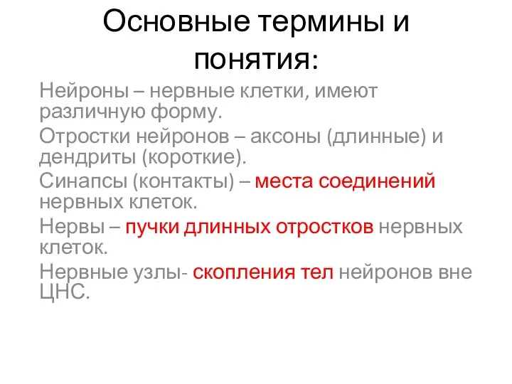 Основные термины и понятия: Нейроны – нервные клетки, имеют различную