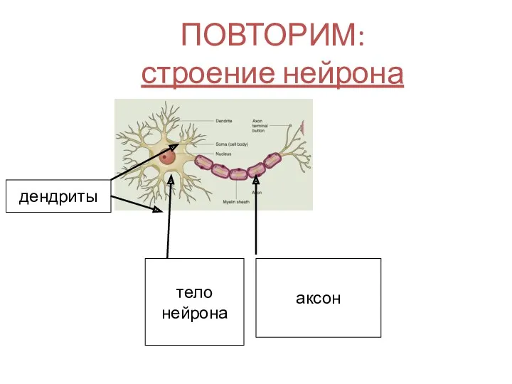 ПОВТОРИМ: строение нейрона дендриты тело нейрона аксон