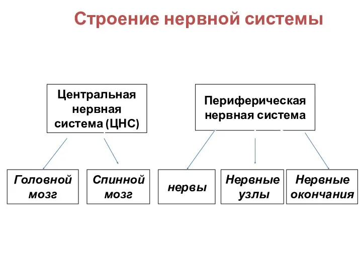 Строение нервной системы Нервная система Центральная нервная система (ЦНС) Периферическая