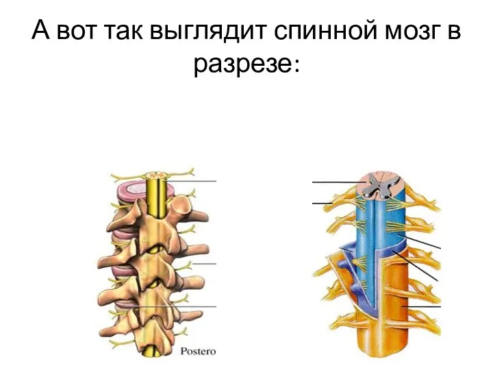 А вот так выглядит спинной мозг в разрезе: