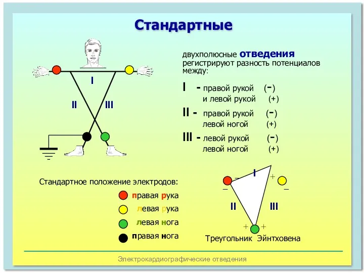 Электрокардиографические отведения двухполюсные отведения регистрируют разность потенциалов между: I -