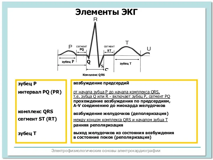 Электрофизиологические основы электрокардиографии Элементы ЭКГ возбуждение предсердий от начала зубца