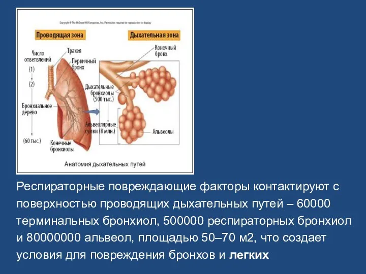 Респираторные повреждающие факторы контактируют с поверхностью проводящих дыхательных путей –