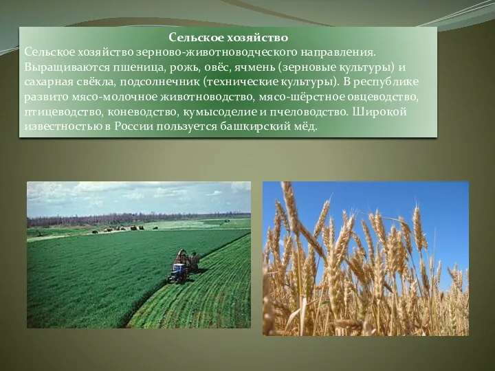 Сельское хозяйство Сельское хозяйство зерново-животноводческого направления. Выращиваются пшеница, рожь, овёс,