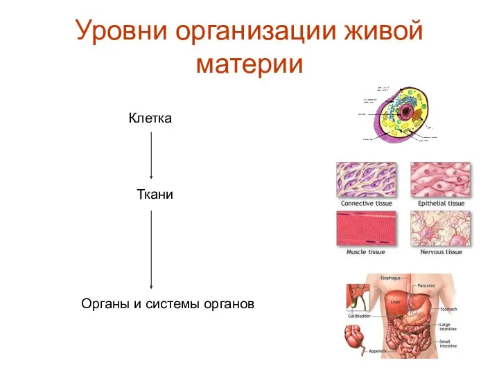 Уровни организации живой материи Клетка Ткани Органы и сиcтемы органов