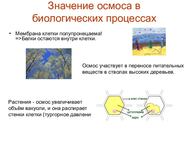 Значение осмоса в биологических процессах Мембрана клетки полупронецаема! =>Белки остаются